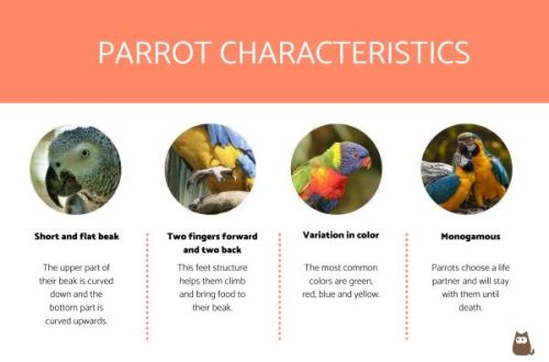 Types of domestic and talking parrots, their characteristics and behavioral features