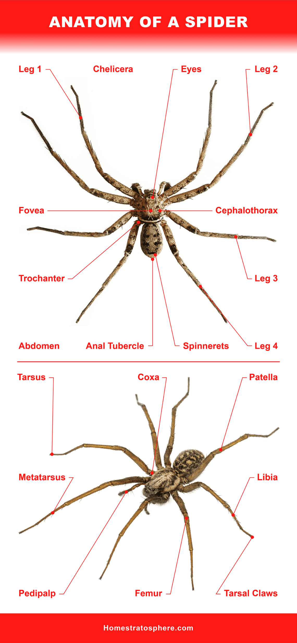 Types of domestic spiders, their full description and content requirements