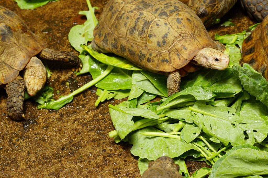 Types of domestic turtles: description, lifestyle, diet and requirements for keeping at home