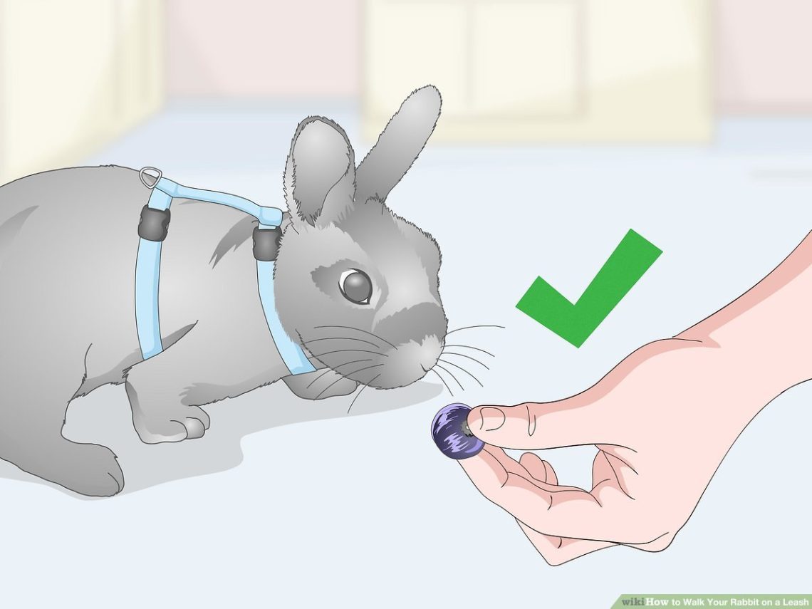 Types of harnesses for rabbits, how to properly put them on a pet and how to teach a rabbit to a harness