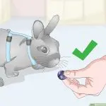 Types of harnesses for rabbits, how to properly put them on a pet and how to teach a rabbit to a harness