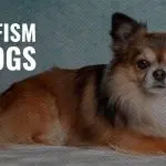 Types of shepherd dogs: classic breeds and causes of dwarfism