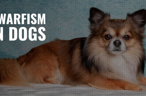 Types of shepherd dogs: classic breeds and causes of dwarfism