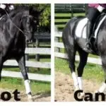 Under which leg to lighten the trot?