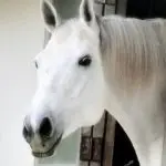 Unleash your horse’s inner dancer! (questions of biomechanics)