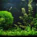 Making an aquarium with your own hands: the basic rules for decorating and decorating it