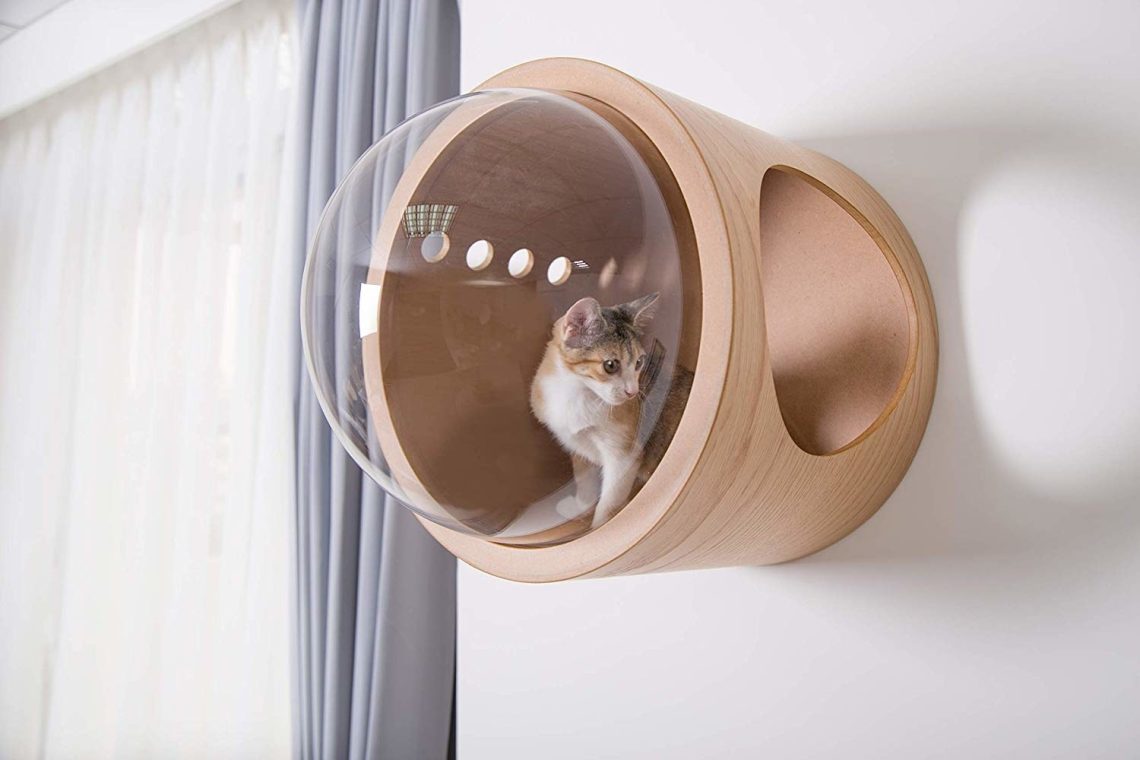 Unusual accessories for cats