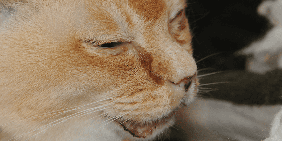 Upper Respiratory Infections and Diseases in Cats: Symptoms, Diagnosis and Treatment