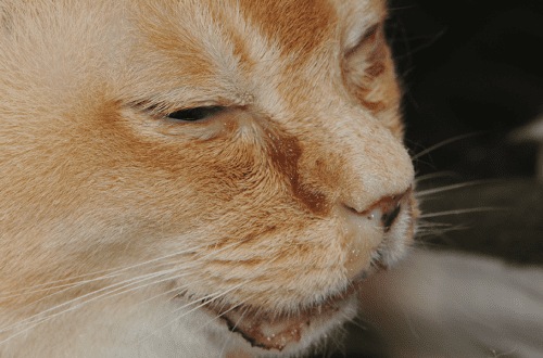 Upper Respiratory Infections and Diseases in Cats: Symptoms, Diagnosis and Treatment