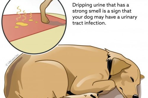 Urination problems in dogs: what you need to know about it