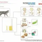 Urolithiasis in cats: treatment, main signs and causes