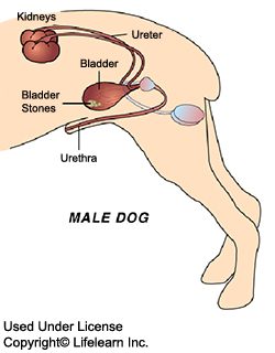 Urolithiasis in dogs: symptoms and treatment