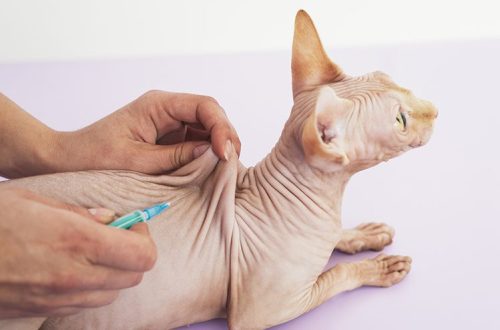 Vaccinations for cats: what and when?
