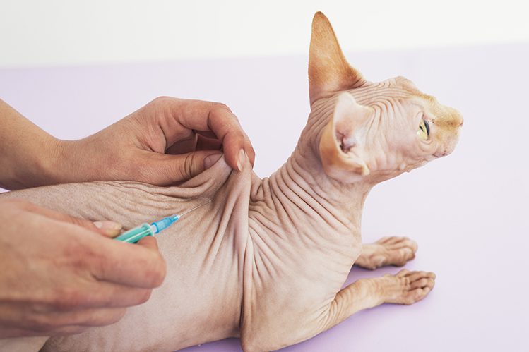 Vaccinations for cats: what and when?