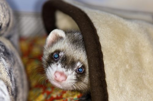 Vaccinations for ferrets: what are needed and what if not put