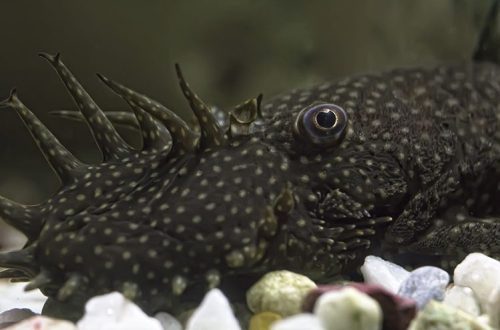 Varieties of catfish: agamix, stellate ancistrus, brocade pterygoplicht, otocinclus and others