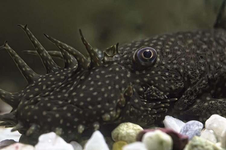 Varieties of catfish: agamix, stellate ancistrus, brocade pterygoplicht, otocinclus and others