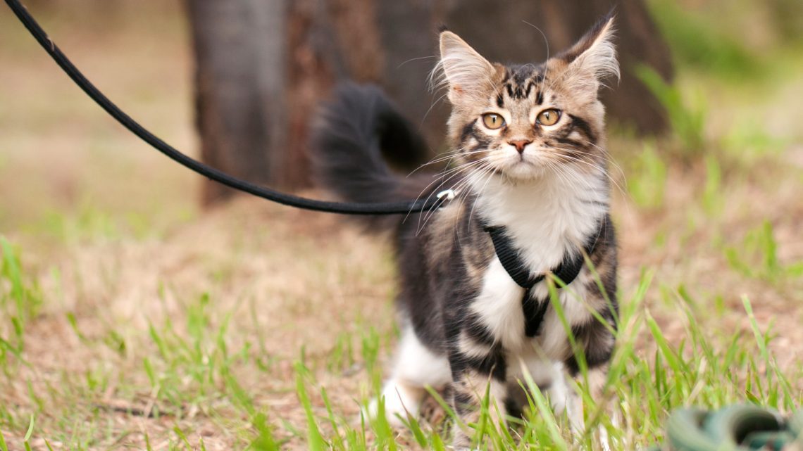 Varieties of harnesses and leashes for cats: advantages, disadvantages of accessories and useful tips from veterinarians
