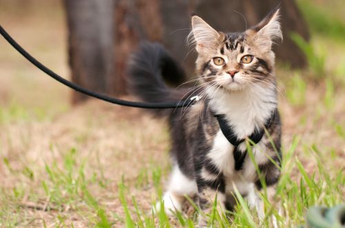 Varieties of harnesses and leashes for cats: advantages, disadvantages of accessories and useful tips from veterinarians