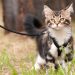 Harness and leash for a cat: why are they needed and how to make them yourself
