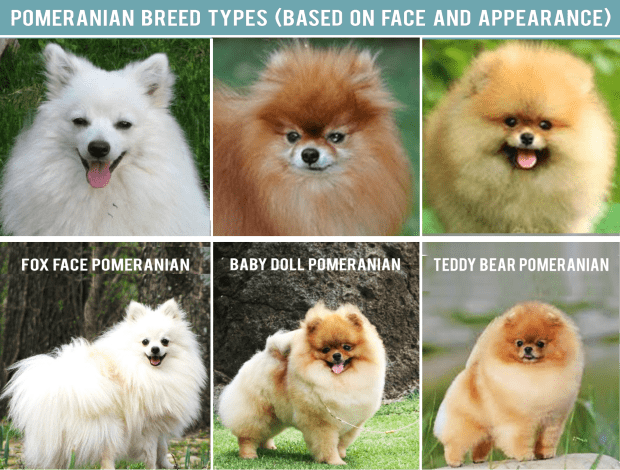 Varieties of Spitz with their characters, types of Pomeranian Spitz