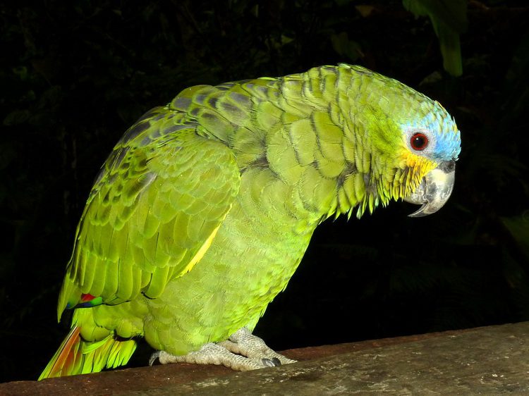 Venezuelan Amazon - species features, content rules and other aspects + photos, videos and reviews