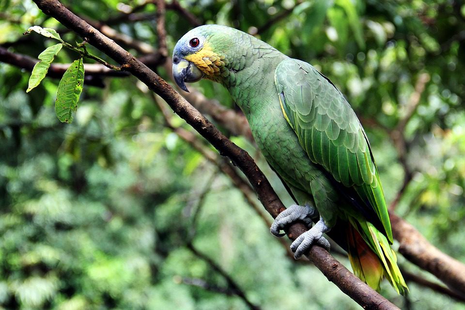 Venezuelan Amazon - species features, content rules and other aspects + photos, videos and reviews