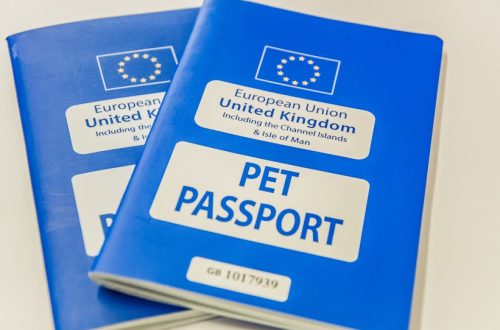Veterinary passport for a dog