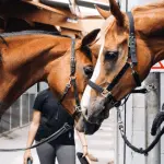 Viewpoint: Does your horse need a vacation?