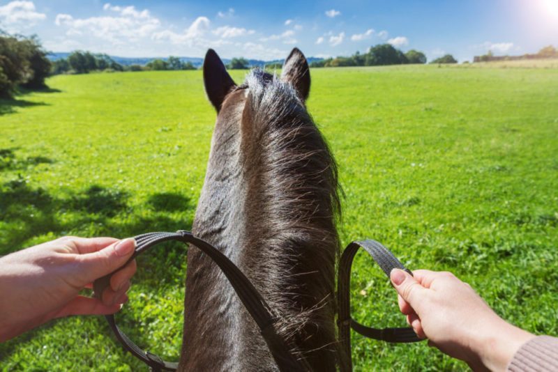 Visualization: equestrian training without a horse