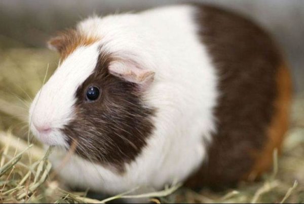 Vitamins for guinea pigs: what are needed and how to give