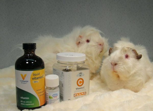 Vitamins for guinea pigs: what are needed and how to give