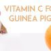 The sebaceous gland in guinea pigs: where to find and how to clean