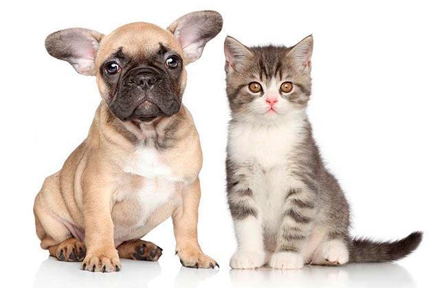 Vitamins for puppies and kittens