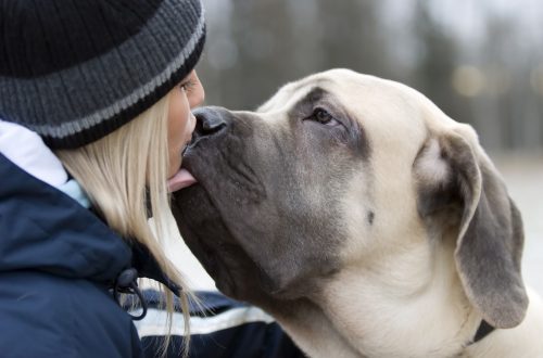 Vivid examples of dog loyalty