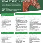 Warming up a “hot” horse: how to pay off excessive stress