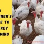 Ways to grow turkeys at home and how to grow a broiler turkey