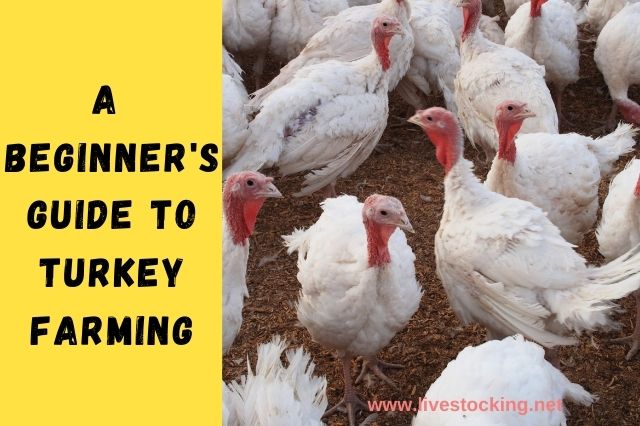Ways to grow turkeys at home and how to grow a broiler turkey