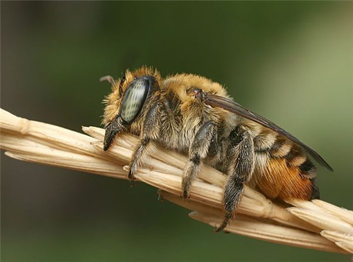 Ways to scare away wild bees