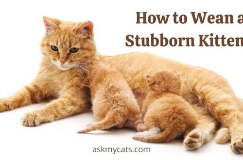 Ways to wean a kitten or an adult cat from shitting in the wrong place depend on the reason for this behavior.