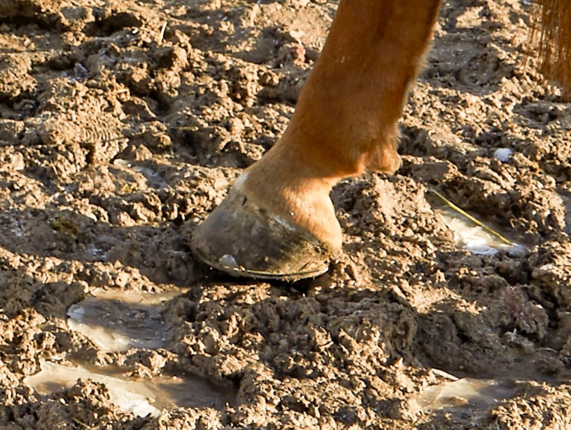 We arrange the soil in the paddock