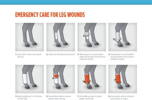 We bandage the horse&#8217;s legs: how and in what cases?