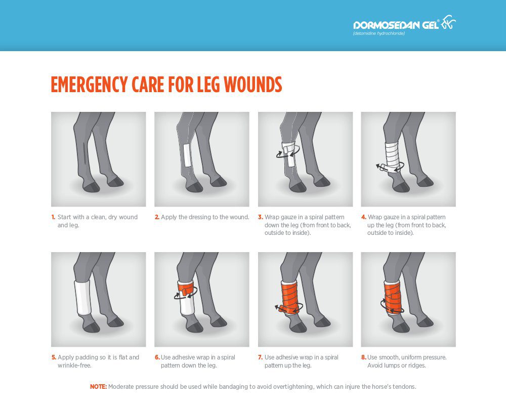 We bandage the horse&#8217;s legs: how and in what cases?