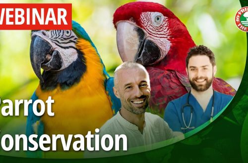 We invite you to the webinar &#8220;Analysis of birds: parrots, songbirds, exotic&#8221;