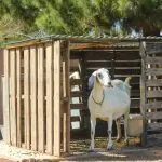 We make a pen for goats
