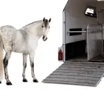 We teach the horse to load into the horse carrier (another method)