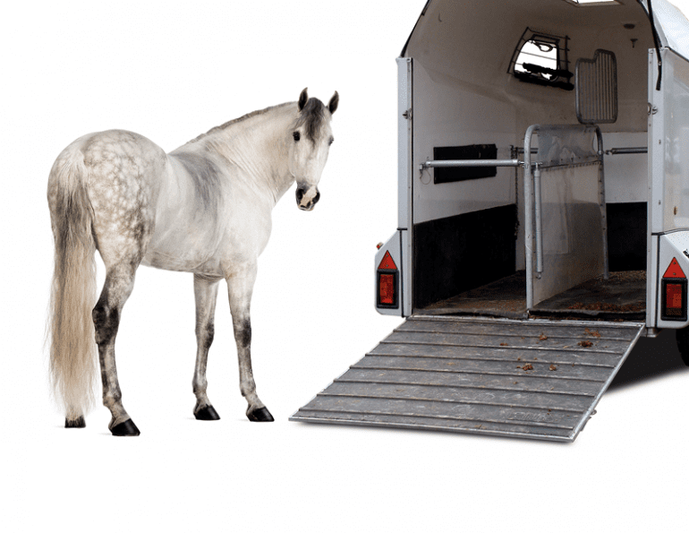 We teach the horse to load into the horse carrier (another method)