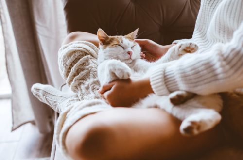 Weird Cat Habits That We Love Them So Much For