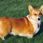 Welsh Corgi – description and history of the dog breed