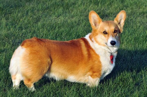Welsh Corgi &#8211; description and history of the dog breed